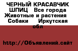 ЧЕРНЫЙ КРАСАВЧИК ШПИЦ - Все города Животные и растения » Собаки   . Иркутская обл.